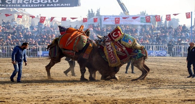 Dünya deve güreşi şampiyonluğu maçı beraberlikle sonuçlandı