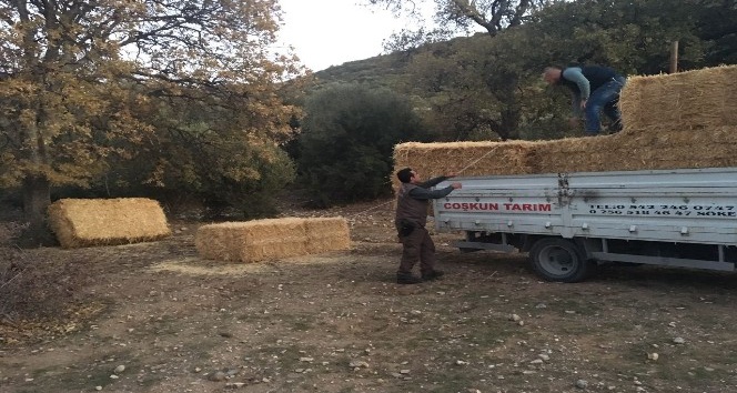 Karakış şartlarından değil kuraklıktan dolayı yem bırakıldı