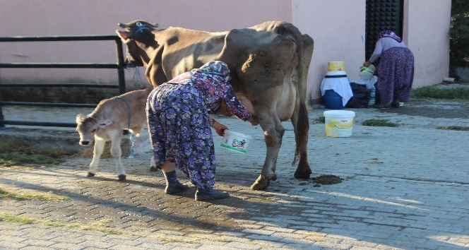 Pazarın tüm inekleri Esma Teyze’den soruluyor