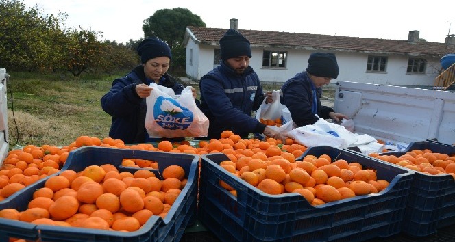 Söke Belediyesi’nden vatandaşa C vitamini