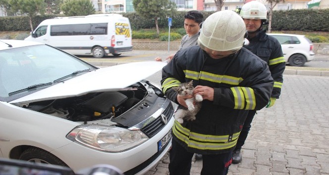 Aydın itfaiyesinden kedi seferberliği