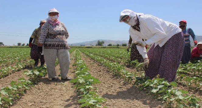 Aydın’da 75 kadın çiftçi iş sahibi olacak