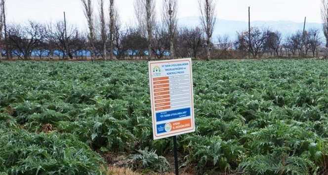 Aydınlı enginar üreticileri sertifikalandı