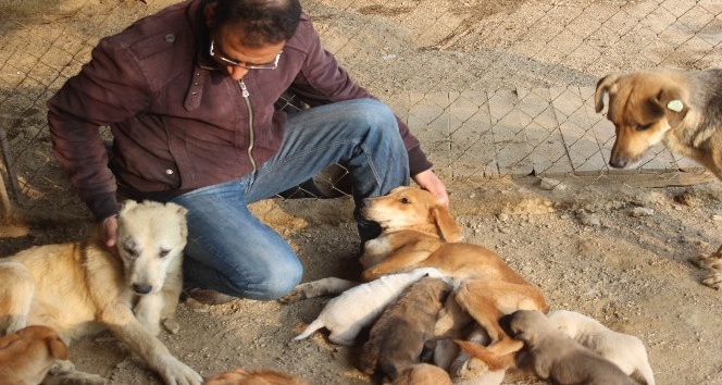 Köpek deyip geçmeyin, dişi köpeklerin merhameti şaşırttı