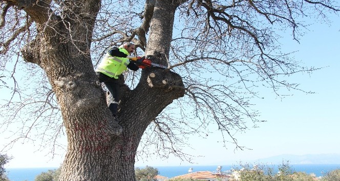 Kuşadası’ndaki anıt ağaçlar restore ediliyor