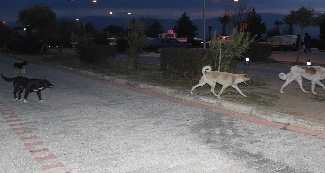 Üniversite Hastanesinin bahçesi köpek barınağına döndü