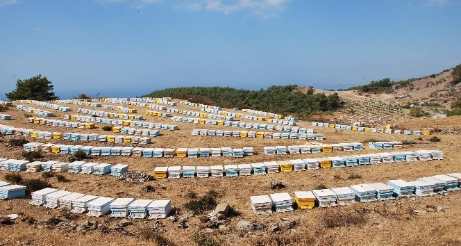 FETÖ, arıcıları da mağdur etti