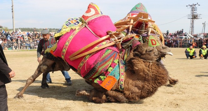 Germencik’te yapılan sezonun son deve güreşi büyük ilgi gördü