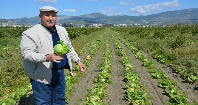 Söke’de 50 Bin Kök Marul Tarlada Kaldı