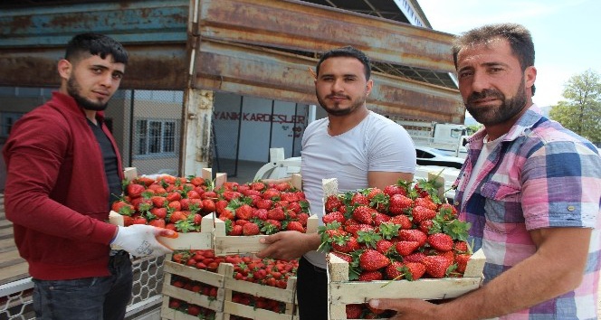 Aydın’da çilek sezonu başladı