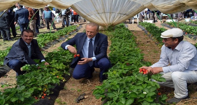 Didim’de ‘Akköy Çileğinin’ tanıtımı için hasat şenliği düzenlendi