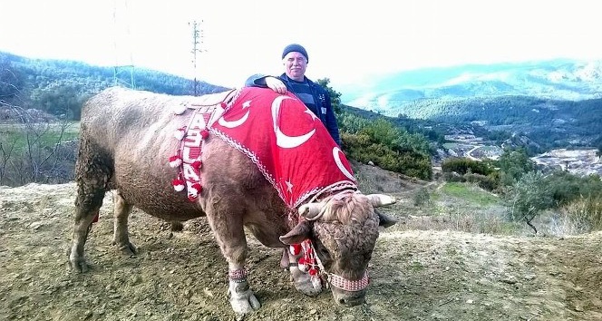 Pehlivan boğalar sezona hazırlanıyor