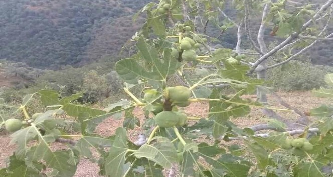 Sultanhisar’da dolu üreticiyi perişan etti