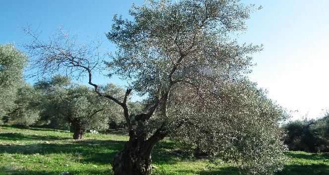 Zeytin ağaçlarını tehdit eden hastalığa çare aranıyor