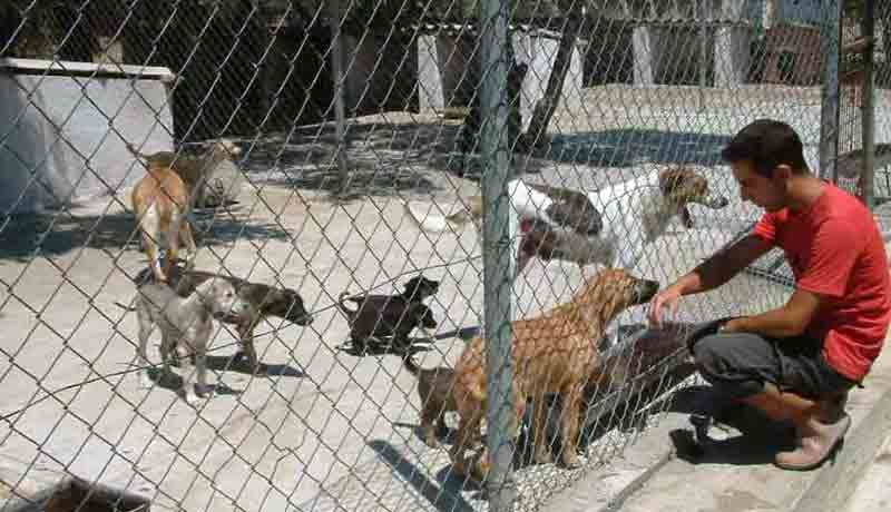 Aydın’da sahipsiz hayvanların korunması için düğmeye basıldı