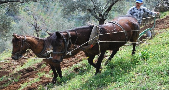 Desteklemeler cazip hale geldi, Aydın’da çiftçi sayısı arttı