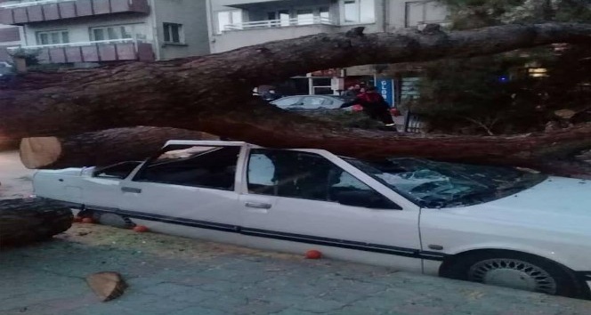 Nazilli’de fırtına ağaç devirdi