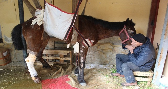 Ölüme terk edilen at Aydın’da ameliyat edildi