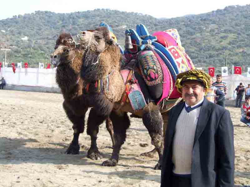 Yenipazar deve güreşlerinin promosyonu boğa güreşi!