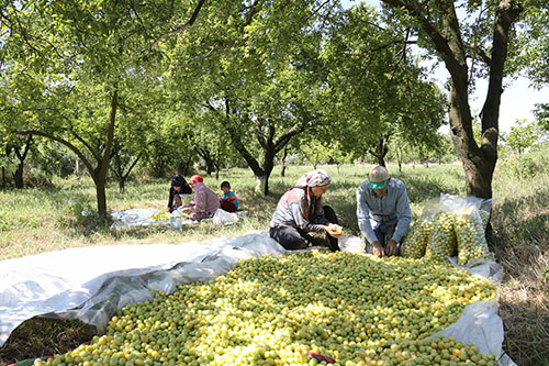 BAŞKAN ÇERÇİOĞLU'NDAN ERİK ÜRETİCİSİNE DESTEK