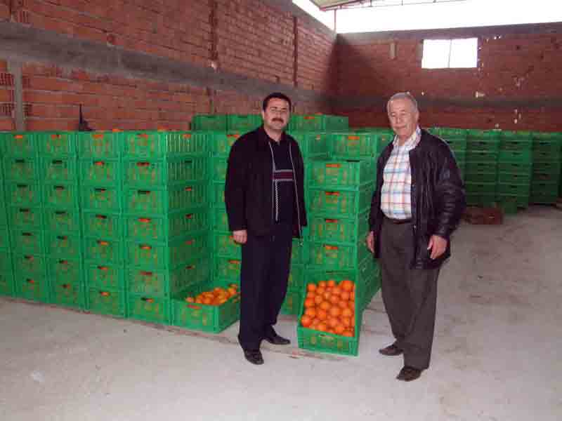 Kuyucak’ta narenciye hasadı bitti, ürün stokta