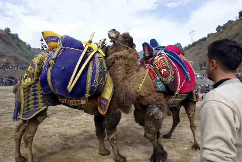 Aydın’da deve güreşi şenliği