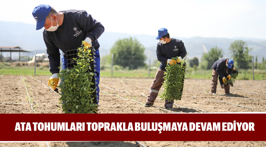 ATA TOHUMLARI TOPRAKLA BULUŞMAYA DEVAM EDİYOR