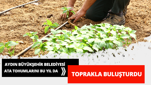 AYDIN BÜYÜKŞEHİR BELEDİYESİ ATA TOHUMLARINI BU YIL DA TOPRAKLA BULUŞTURDU