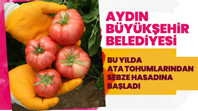 AYDIN BÜYÜKŞEHİR BELEDİYESİ BU YIL DA ATA TOHUMLARINDAN SEBZE HASADINA BAŞLADI