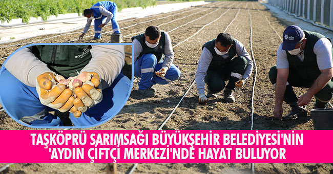 TAŞKÖPRÜ SARIMSAĞI BÜYÜKŞEHİR BELEDİYESİ'NİN 'AYDIN ÇİFTÇİ MERKEZİ'NDE HAYAT BULUYOR