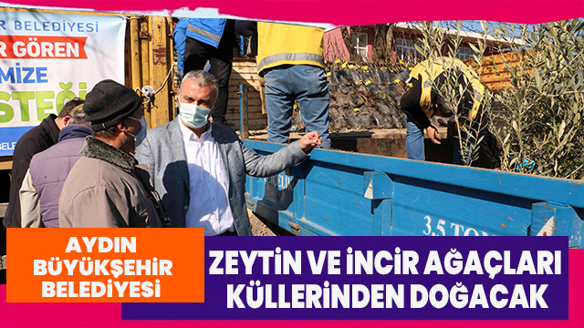 BÜYÜKŞEHİR DESTEĞİ İLE AYDIN’DA ZEYTİN VE İNCİR AĞAÇLARI KÜLLERİNDEN DOĞACAK