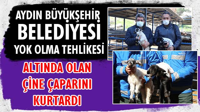 AYDIN BÜYÜKŞEHİR BELEDİYESİ YOK OLMA TEHLİKESİ ALTINDAKİ ÇİNE ÇAPARINI KURTARDI