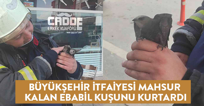 BÜYÜKŞEHİR İTFAİYESİ MAHSUR KALAN EBABİL KUŞUNU KURTARDI