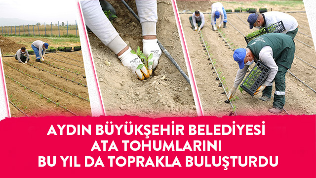 AYDIN BÜYÜKŞEHİR BELEDİYESİ ATA TOHUMLARINI BU YIL DA TOPRAKLA BULUŞTURDU