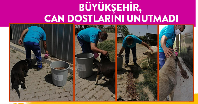 Büyükşehir, can dostlarını unutmadı