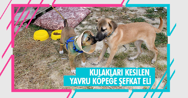 KULAKLARI KESİLEN YAVRU KÖPEĞE ŞEFKAT ELİ