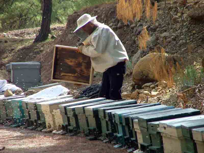 Olumsuz hava koşulları Ege’de arıcıları perişan etti