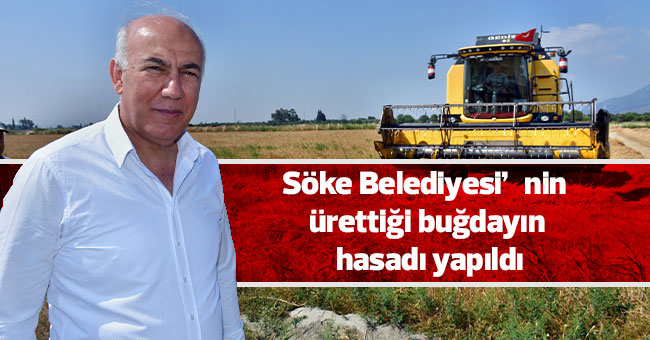 Söke Belediyesi’nin ürettiği buğdayın hasadı yapıldı