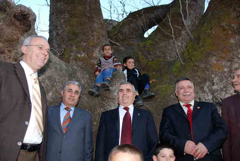 800 yıllık anıt çınarın turizme kazandırma çalışmaları