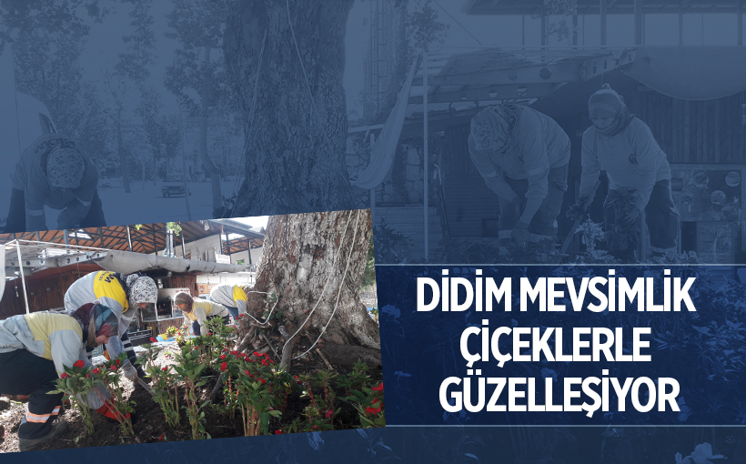 DİDİM MEVSİMLİK ÇİÇEKLERLE GÜZELLEŞİYOR