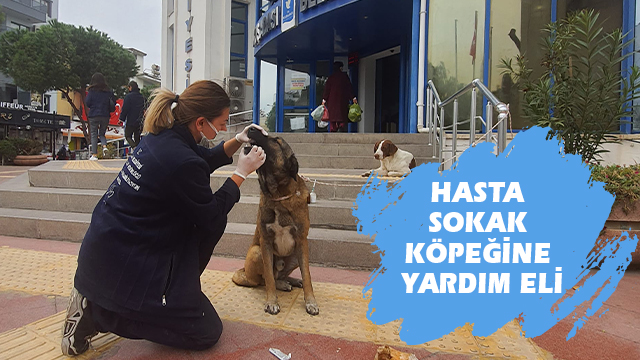 KUŞADASI BELEDİYESİ’NDEN HASTA SOKAK KÖPEĞİNE YARDIM ELİ