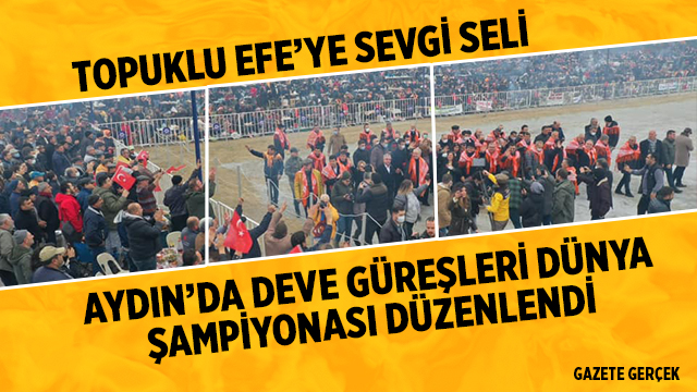 Deve Güreşi Dünya Kupasında Topuklu Efe'ye sevgi seli