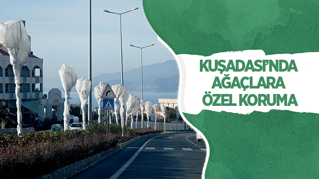 KUŞADASI’NDA AĞAÇLARA ÖZEL KORUMA