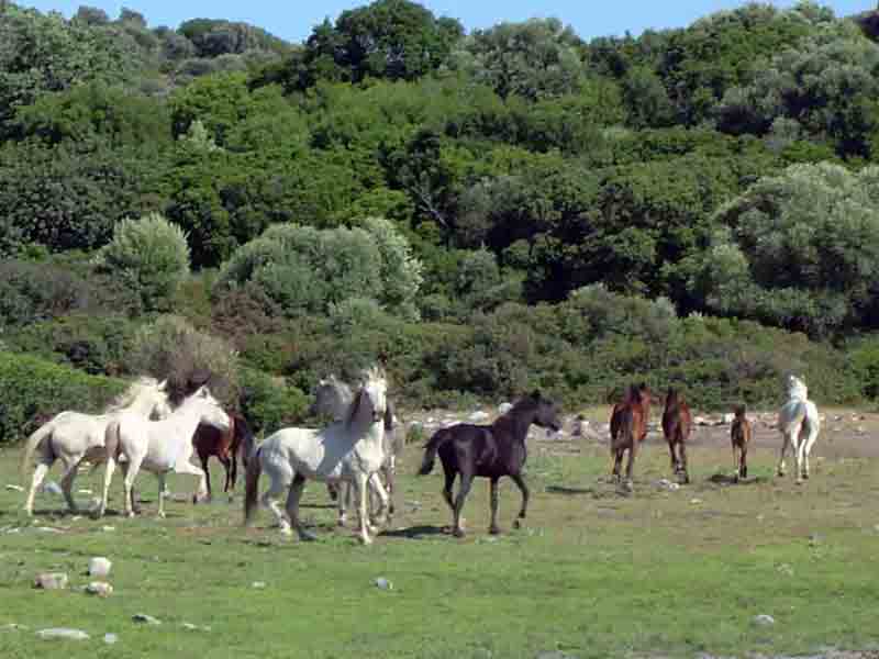 Milli Park’taki yörük mezarları sahip çıkılmayı bekliyor