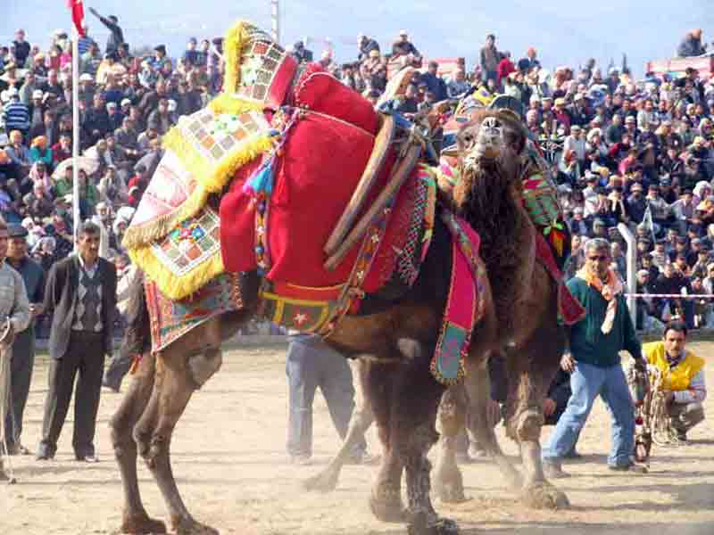 Tülüler kapışıyor, eğitim yuvaları kazanıyor!