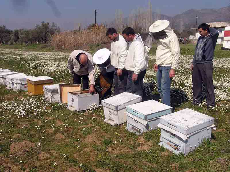 Türkiye’de arıcılık S.O.S veriyor