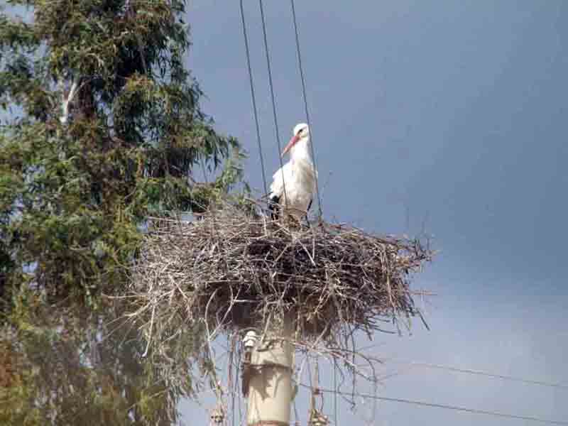 Yalancı bahara kanıp geldiler, ancak üşüdüler