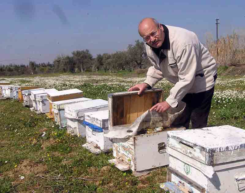 Arıcılar yardım istedi