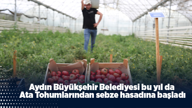 Aydın Büyükşehir Belediyesi bu yıl da Ata Tohumlarından sebze hasadına başladı