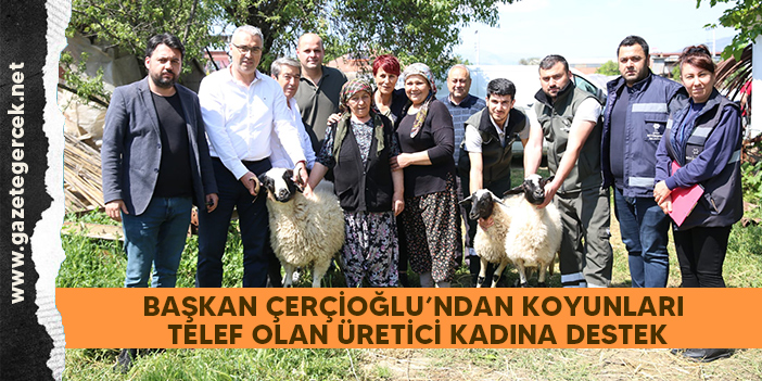 BAŞKAN ÇERÇİOĞLU’NDAN KOYUNLARI TELEF OLAN ÜRETİCİ KADINA DESTEK